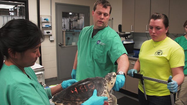 New England Aquarium Animal Care Center Rehabilitation - Sea Turtle 480